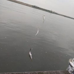 サバゲー好調 たまに中鯵が