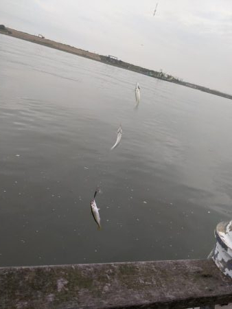 サバゲー好調 たまに中鯵が