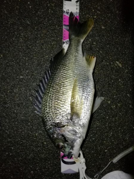 （2020/07/6 南港ヘチ釣り　 真チヌ:47.5cm、キビレチヌ 45.5cm、40cm~ 釣果有り）