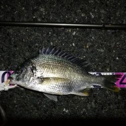 (2020/07/8 南港ヘチ釣り 真チヌ:46cm、キビレチヌ 39cm、35cm~ 釣果有り)