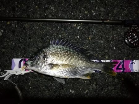 (2020/07/8 南港ヘチ釣り 真チヌ:46cm、キビレチヌ 39cm、35cm~ 釣果有り)