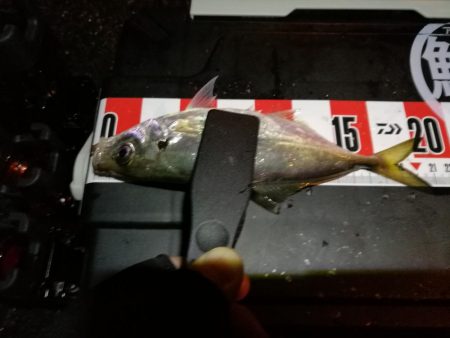 （2020/07/11 南港アジング　 ア…