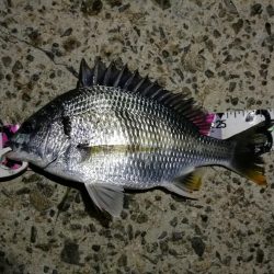 (2020/07/12 南港ヘチ釣り キビレチヌ 41cm、32㎝~ 真チヌ 釣果有り)