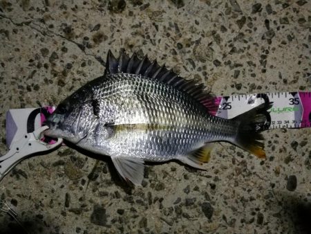 (2020/07/12 南港ヘチ釣り キビレチヌ 41cm、32㎝~ 真チヌ 釣果有り)