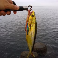 三目ショアジギ