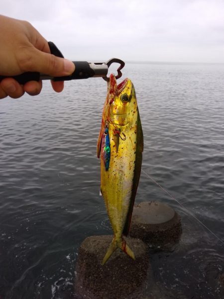 三目ショアジギ