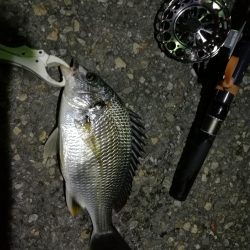 (2020/07/13 南港ヘチ釣り キビレチヌ 46cm 釣果有り)