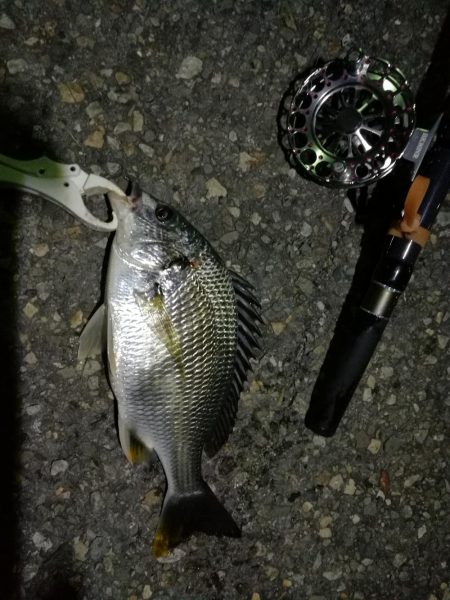 (2020/07/13 南港ヘチ釣り キビレチヌ 46cm 釣果有り)