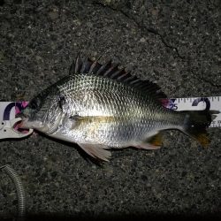 (2020/07/17 南港ヘチ釣り キビレチヌ 38cm、33㎝~ 釣果有り)