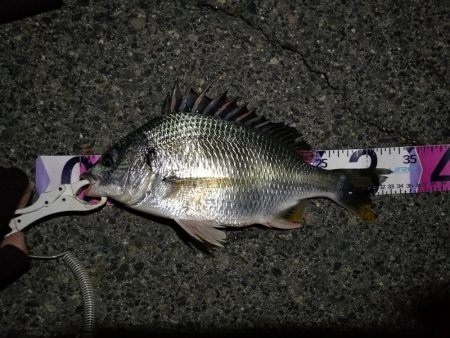 (2020/07/17 南港ヘチ釣り キビレチヌ 38cm、33㎝~ 釣果有り)