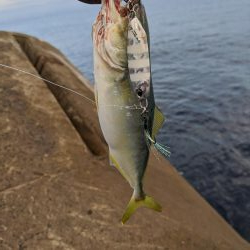 相変わらずのチビ