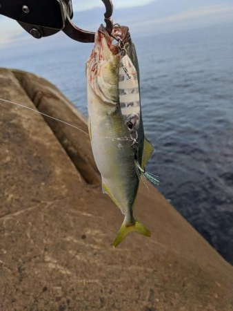 相変わらずのチビ