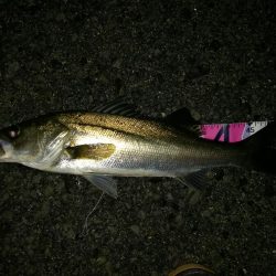 （2020/07/18 南港ヘチ釣り　 キビレチヌ 42cm、シーバス 52㎝ タケノコメバル：23㎝ 釣果有り）