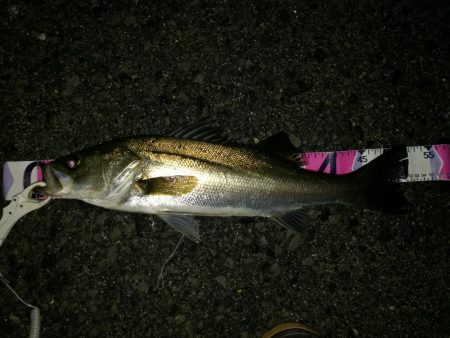 （2020/07/18 南港ヘチ釣り　 キビレチヌ 42cm、シーバス 52㎝ タケノコメバル：23㎝ 釣果有り）