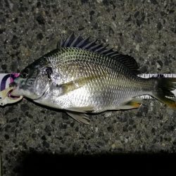 （2020/07/19 南港ヘチ釣り　 真チヌ 48.5㎝キビレチヌ 35.5cm、ガシラ：22㎝ 釣果有り）