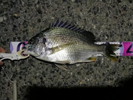 （2020/07/19 南港ヘチ釣り　 真チヌ 48.5㎝キビレチヌ 35.5cm、ガシラ：22㎝ 釣果有り）