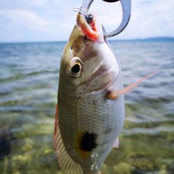 インリーフで小物狙い