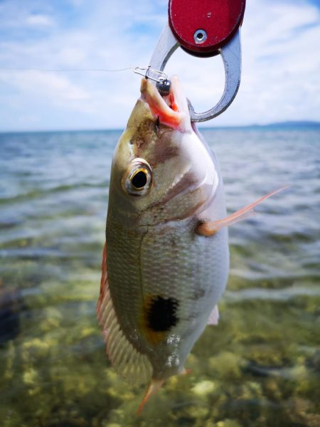 インリーフで小物狙い