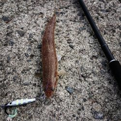 朝マズメ高活性