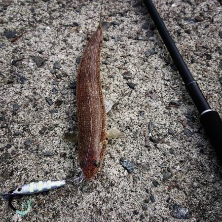 朝マズメ高活性