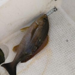 初めてのイカメタル