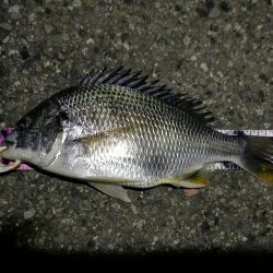 (2020/07/21 南港ヘチ釣り 真チヌ 48.5㎝ キビレチヌ 37.5cm 釣果有り)