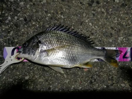 (2020/07/21 南港ヘチ釣り 真チヌ 48.5㎝ キビレチヌ 37.5cm 釣果有り)