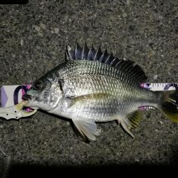 （2020/07/23 南港ヘチ釣り　 キビレチヌ 45cm、ガシラ、タケノコメバル 釣果有り）