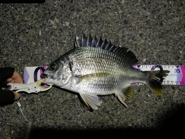 （2020/07/23 南港ヘチ釣り　 キビレチヌ 45cm、ガシラ、タケノコメバル 釣果有り）