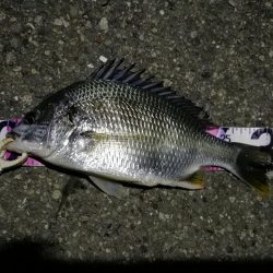 (2020/07/24 南港ヘチ釣り キビレチヌ 46.5cm、ガシラ、 釣果有り)