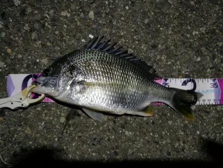 （2020/07/24 南港ヘチ釣り　 キ…