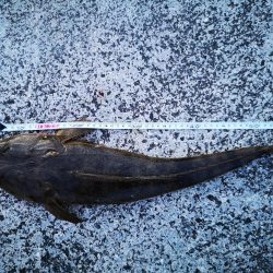 夕マズメにマゴチ