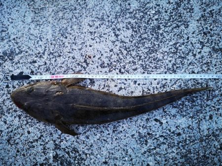 夕マズメにマゴチ