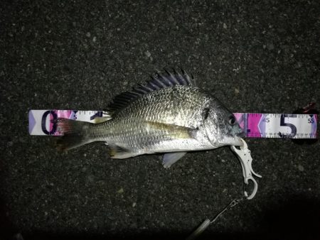 （2020/07/27 南港ヘチ釣り　歳無し！ 真チヌ（52.5cm 魚拓寸法：53.5㎝）キビレ：40㎝ 釣果有り）