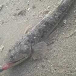 照りゴチを求めて!!