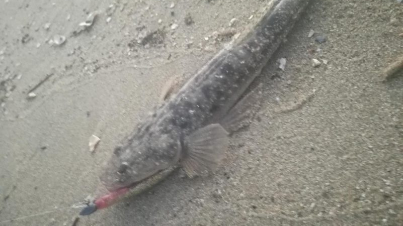 照りゴチを求めて!!