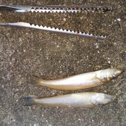 淡路島キス遠征