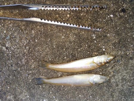 淡路島キス遠征