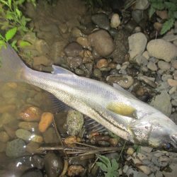 シーバス短時間狙い