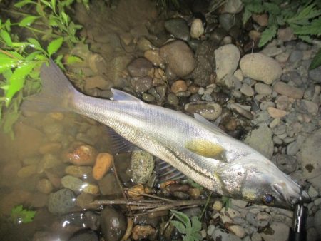 シーバス短時間狙い