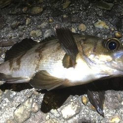 梅雨メバルいました♪