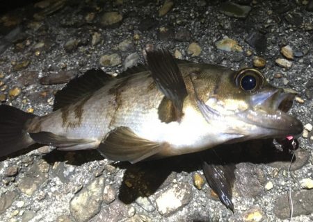 梅雨メバルいました♪