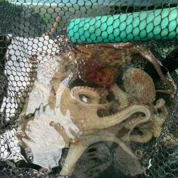 流行りのタコエギで