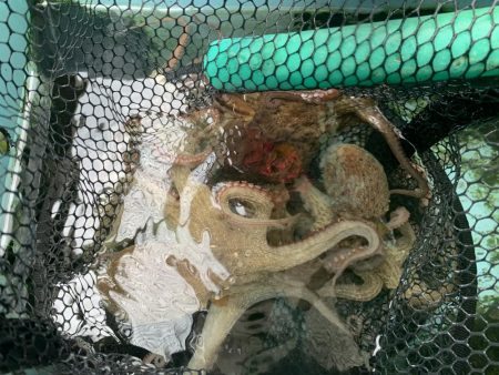 流行りのタコエギで