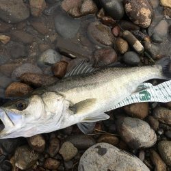 初投稿!長崎県大村市 トップウォータールアーゲーム