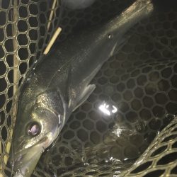 ナイトシーバスゲーム　（長崎　大村周辺）