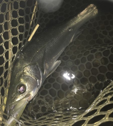 ナイトシーバスゲーム　（長崎　大村周辺）