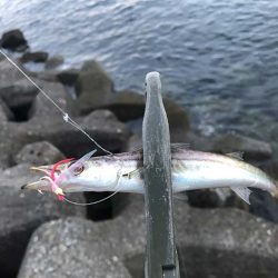 カマスの群れに遭遇