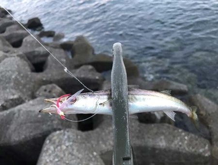 カマスの群れに遭遇