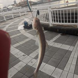 エソいじめ…(笑)